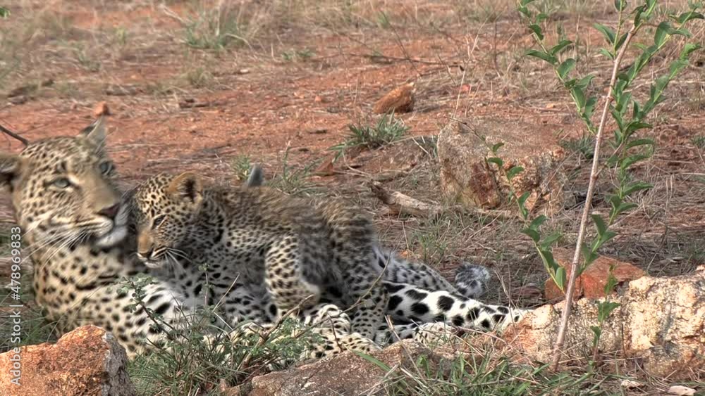 Poster heartwarming interaction between a mother leopard and her cub as the cub nuzzles and lays down with 