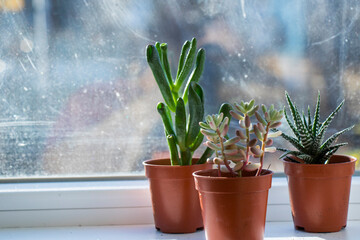 Succulent on the window, sunlight and close-up