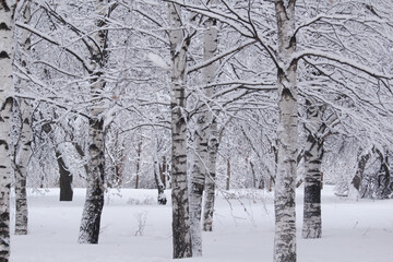 Birches covered with snow in winter season	
