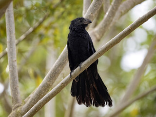 Grove-billed ani, Crotophaga sulcirostris sits on a branch .Costa Rica