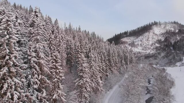 Winter in the mountains. Forest in the snow. Shooting from a quadcopter.