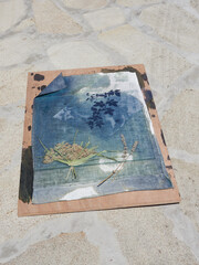 process of sun printing, cyanotype blue color