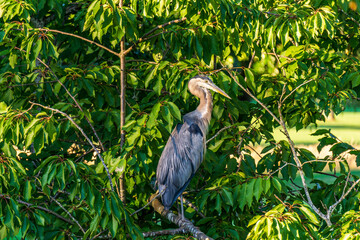 Great blue heron on branch of tree bird with long neck and beak