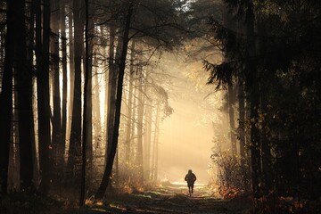 A man runs between spruce trees in an autumn forest on a misty morning