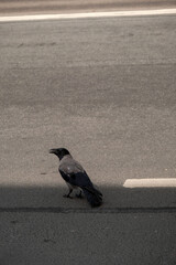Magpie is Walking on a Road in Sunny Spring Day, Looking for Some Food