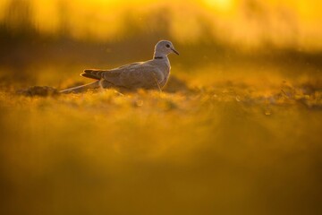 Bird on ground, Ring-necked dove, Cape turtle dove.
