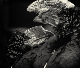 Black and white photo of two exotic birds  © Matteo Banfi 