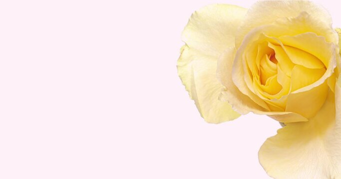 Beautiful opening yellow rose on pink background. Wedding, Valentines Day, Mothers Day concept. Holiday, love, birthday design backdrop with place for text or image. Congratulation banner.