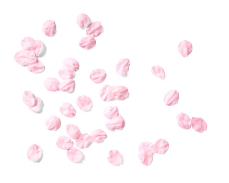 3 585 Best 舞い散る Images Stock Photos Vectors Adobe Stock