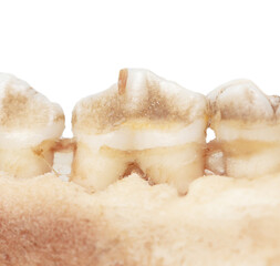 Pig teeth isolated on a white background.