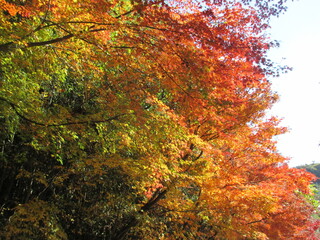 日本の秋を彩る、美しい紅葉