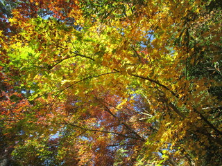 日本の秋を彩る、美しい紅葉