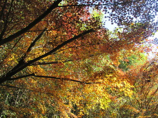 日本の秋を彩る、美しい紅葉