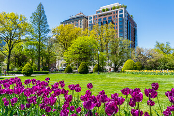 Burgundy tulips in the foreground against a green lawn in a public garden in Boston