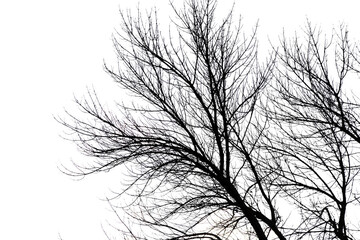 Bare tree branches isolated on a white