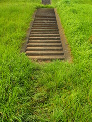 江戸川土手の夏草の中の石段