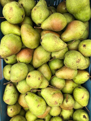 Crate full of ripe pears