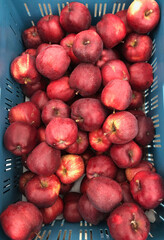 A box of fresh apples on display