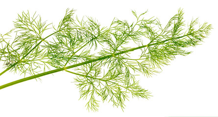 Fototapeta premium Green dill isolated on a white background.
