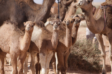 Small camel with its camel mother in the desert of morocco