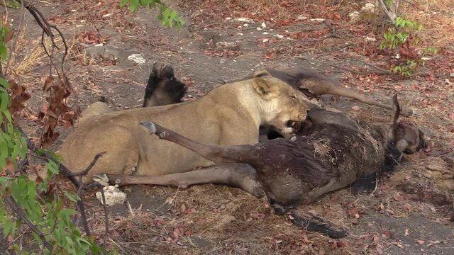 Lioness shoves her head into the abdominal cavity of a dead wildebeest, another killed wildebeest nearby, long shot