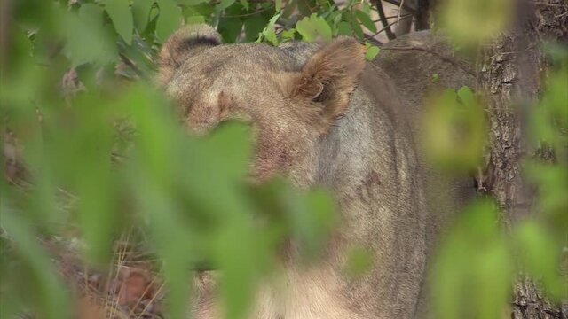lioness, half hidden behind the leaves of a mopane tree, comes out of her hide and joins another lioness with her wildebeest meal
