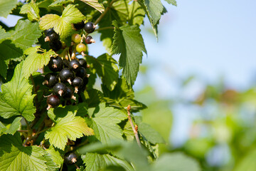 Black currant in the rural garden. Berries are ripening on the bush on the Russian dacha