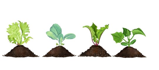 Eco-friendly set of realistic seedlings in peat soil, young plant roots, sprouted beet lettuce seeds, young cabbage, cucumber seedling, growing concept. hand-drawn, isolated on a white background. - obrazy, fototapety, plakaty