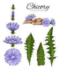 Hand-drawn chicory flowers and leaves, medicinal chicory, medicinal herbs, root drink, coffee substitute. Purple flowers isolated on white background. Healed field plant.