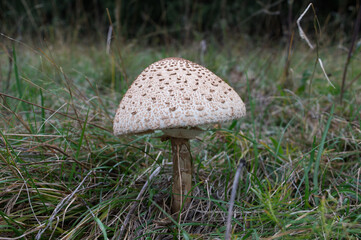 Young parasol mushroom hidden in the high grass, lat. Macrolepiota procera, from the forest in Ucka, Croatia
