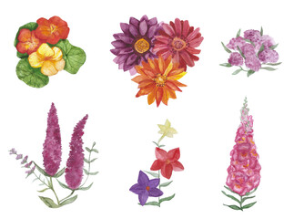 Botanical watercolor set with isolated flowers elements, as a Nicotiana sanderae, Antirrhinum, Tropaeolum, Alyssum or design, decoration, decoupage and scrapbooking