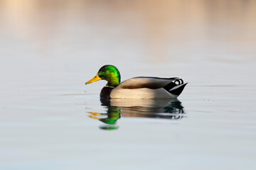 Ánade real macho (anas platyrhynchos) reflejado en un lago al atardecer