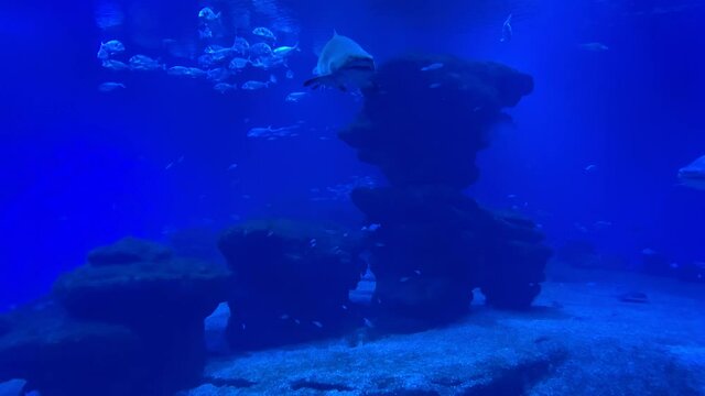 Shark and Tropical Fish in slow motion, blue, Palma de Mallorca Aquarium - (4K)