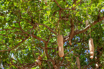 Fruits of Sausage Tree (Kigelia) growing in Africa in the savannah, close-up in a dense crown