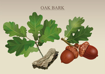 oak bark acorns a medicinal product in folk medicine for the treatment of diseases green leaves brown fruits