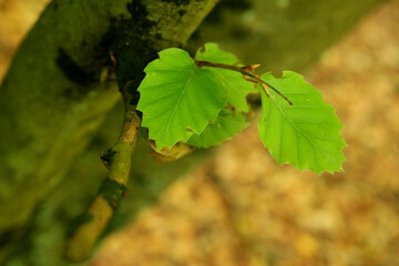 Green leaf to protect nature