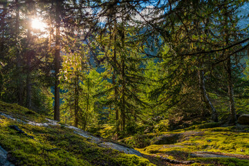 Naturlandschaft im Arven-Wald am Aletschgletscher im Kanton Wallis, Schweiz