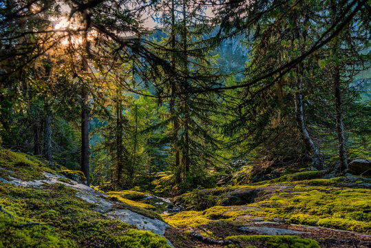Naturlandschaft im Arven-Wald am Aletschgletscher im Kanton Wallis, Schweiz