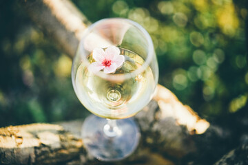 Woman holding a glass with pink spring flower at the blooming garden.