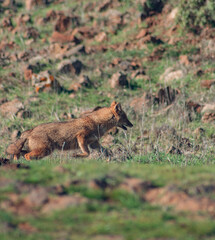 A golden fox in a field looks at the camera