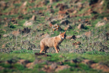 red fox cub, A golden fox in a field looks at the camera