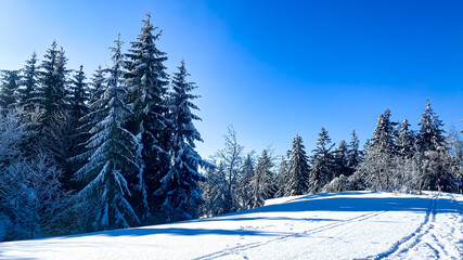winter landscape with trees