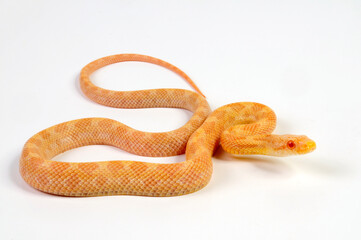 Gelbe Erdnatter - Albino // Eastern ratsnake (Pantherophis alleghaniensis)