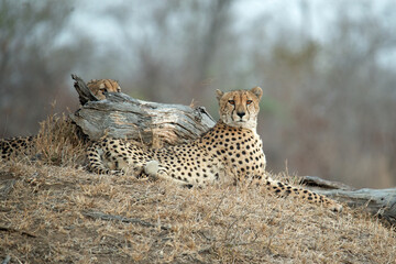 A cheetah in repose