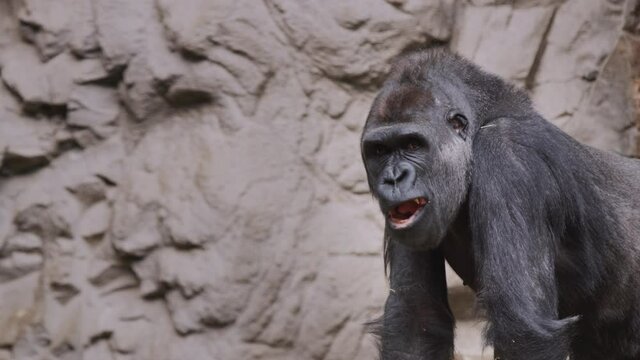 A large male gorilla chews something, sitting against a background of rocks