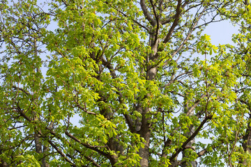 Light green leaves on a branches of chestnut tree in early may. Sunny spring background photo