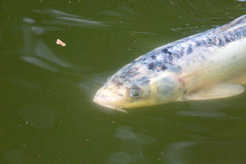Fish swimming in a lake in park