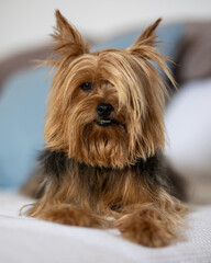 Mimada Yorkshire terrier 