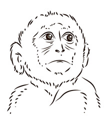 Black and white image of a cute little monkey. Coloring book for kids. Linear drawing.
