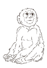 Black and white image of a cute little monkey. Coloring book for kids. Linear drawing.